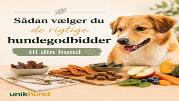 Sådan vælger du de rigtige hundegodbidder til din hund