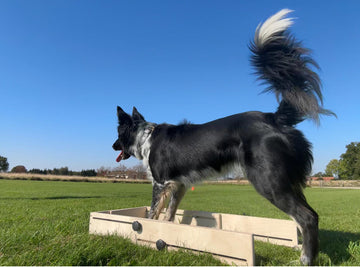 Wooddog