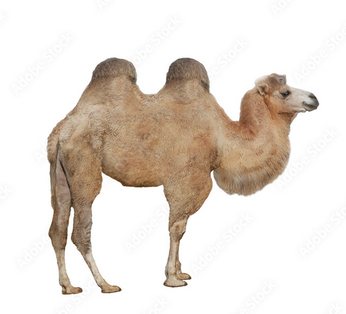 Camel