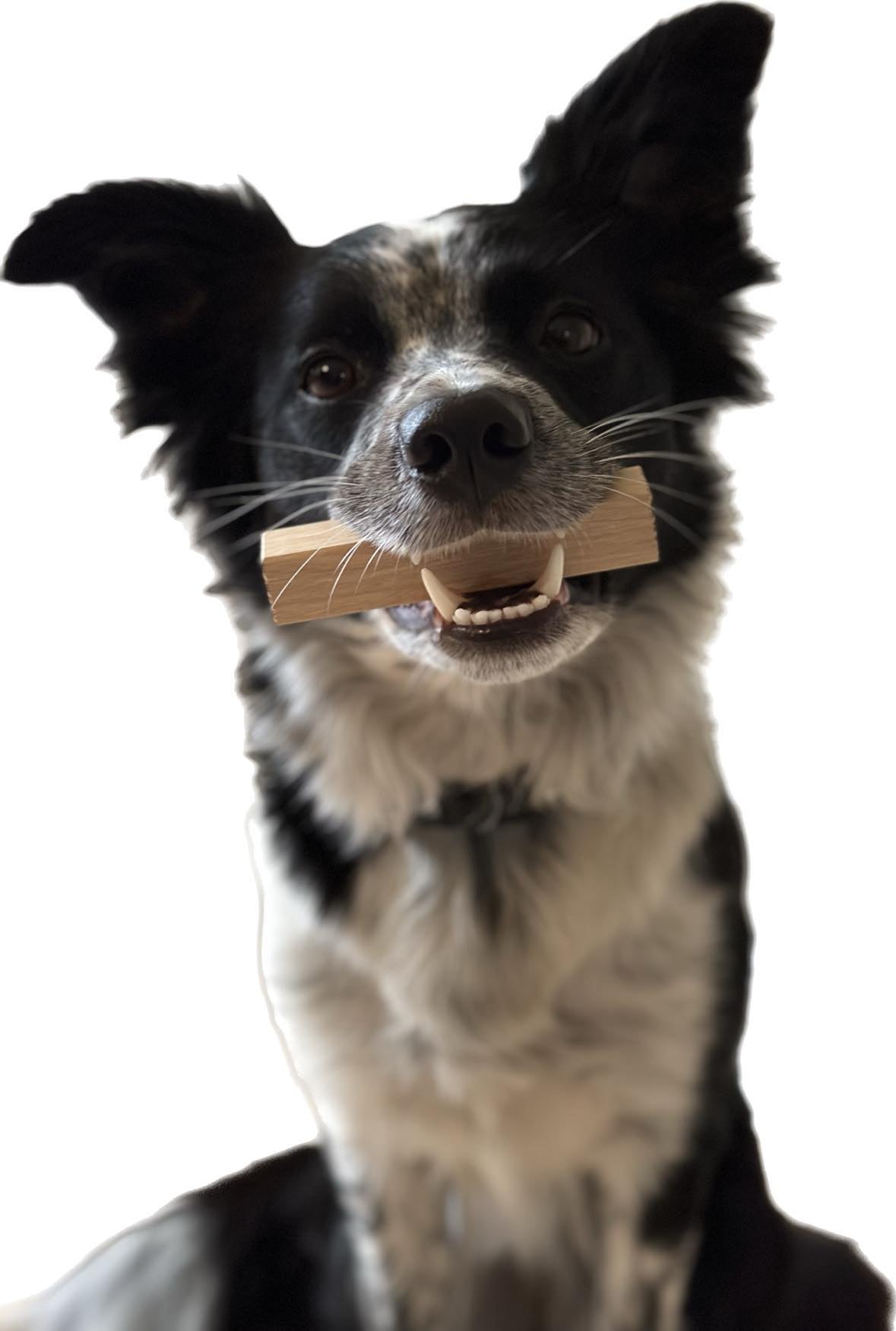 Pine Nosework Sticks for LP Training - Dog Training