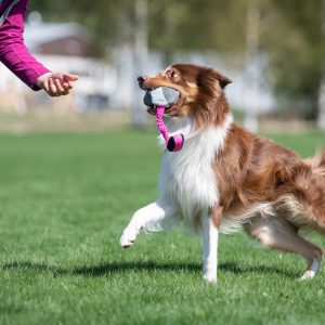 Joy of dogsports BungeeChewie Ball - 4 farver