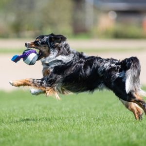 Joy of dogsports BungeeChewie Ball - 4 farver