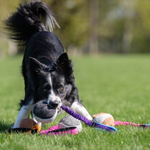 Joy of dogsports BungeeChewie Ball - 4 farver