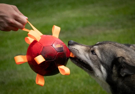 Dog Comets Hypernova - Bold til hunde - Findes i 3 farver
