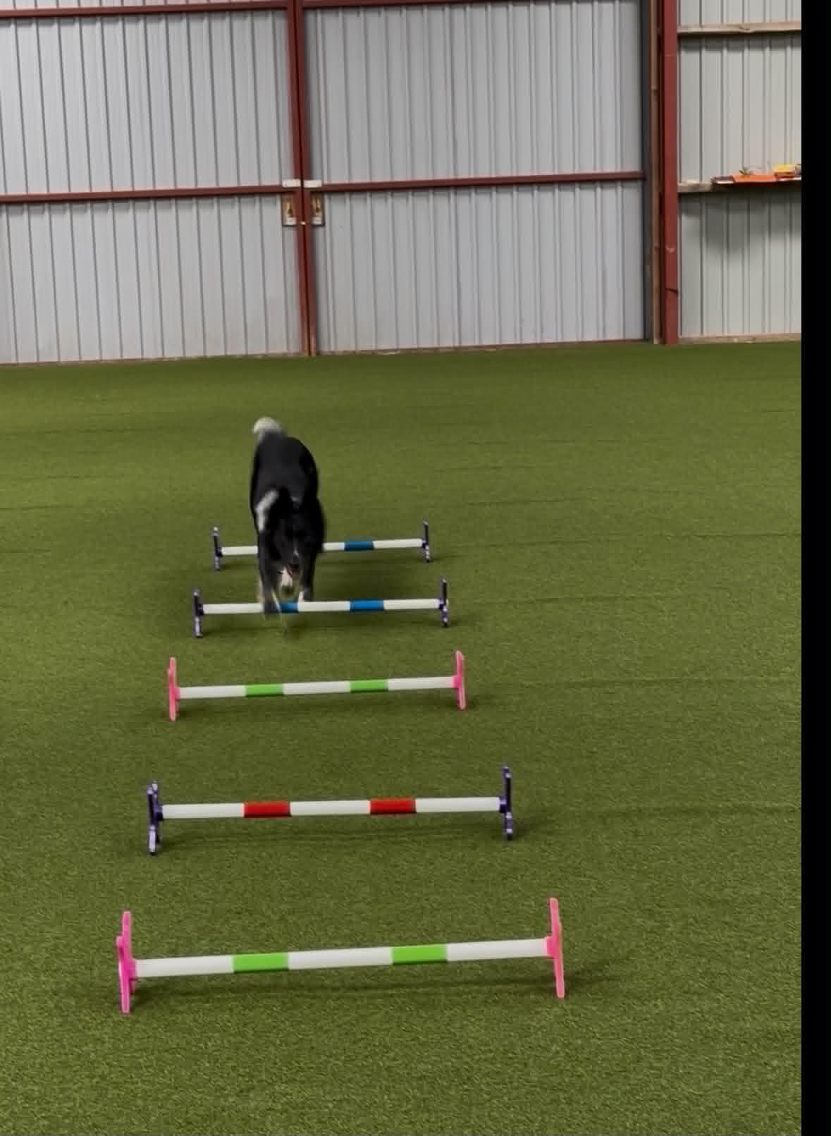 Cavaletti - Hundesport