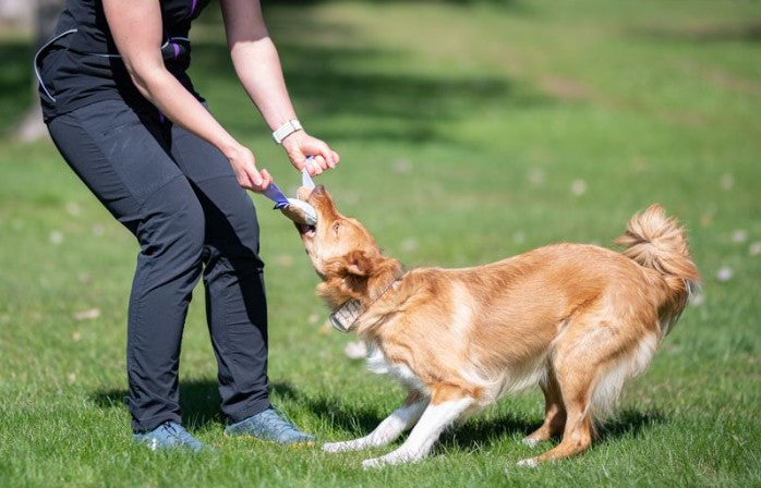 Joy of DogSports  Cutie Tug - Hundetræning
