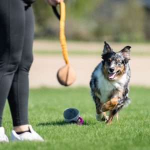 Joy of dogsports BungeeChewie Ball - 4 farver