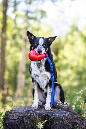 Doggie-Zen Bungee Bounzer Tug - Legetøj til hundetræning