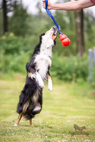 Doggie-Zen Bungee Bounzer Tug - Legetøj til hundetræning