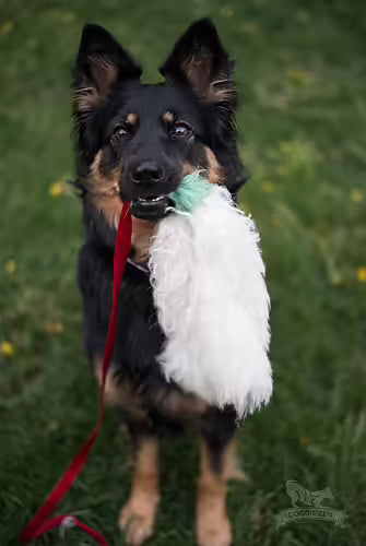Doggie-Zen Octopus Sheepskind Chaser - Ekstra langt legetøj
