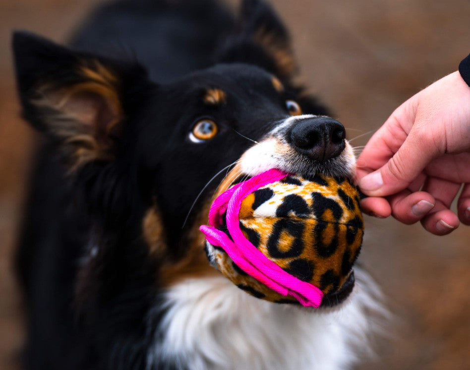 Doggie-Zen Belønningsbold til godbidder - Hundetræning