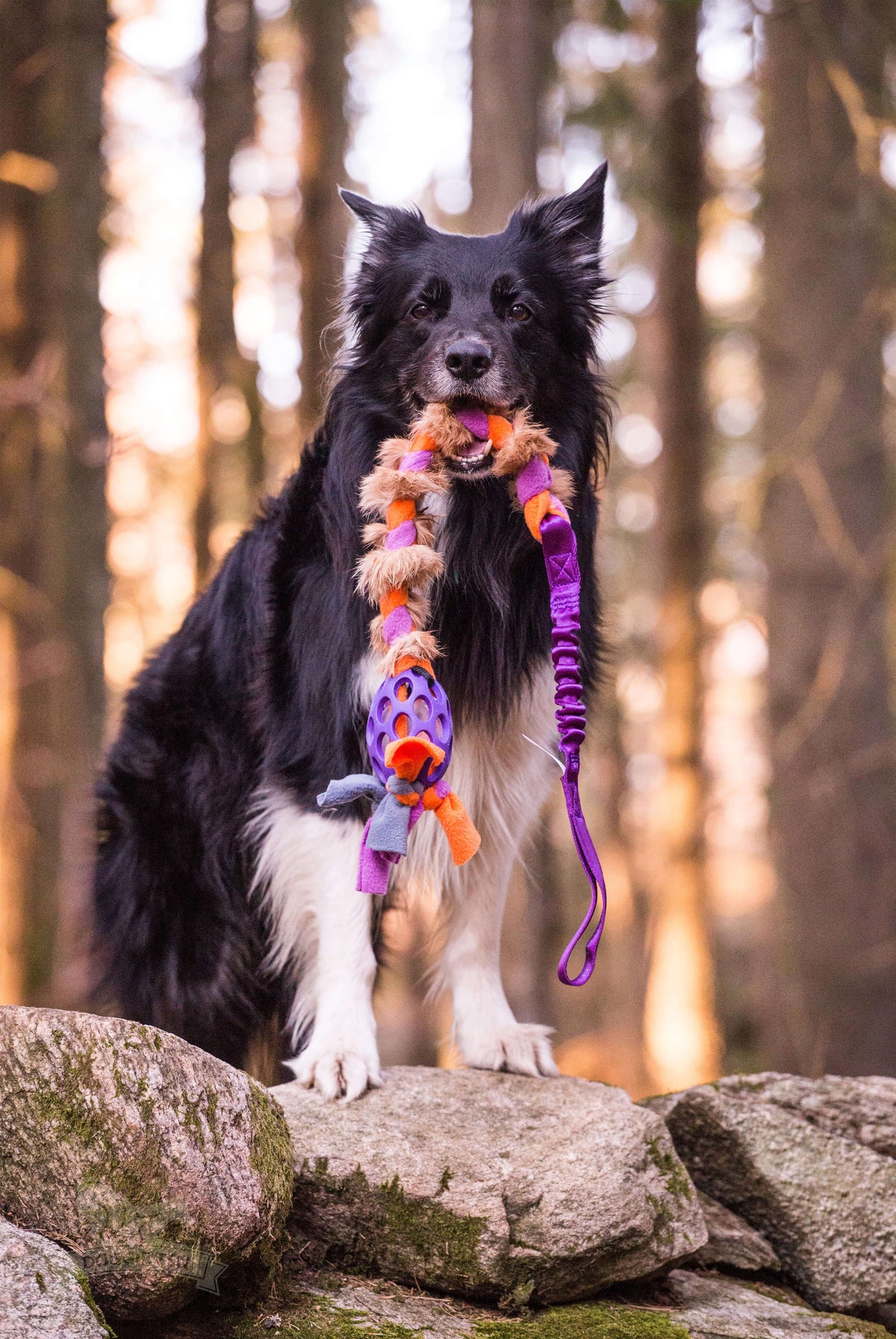 Doggie-zen Bungee JW Hol-ee Fleece and Rabbit Braid