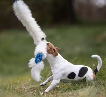 Doggie-Zen Bungee Hol-ee Comet Chaser Tug - Belønningslegetøj