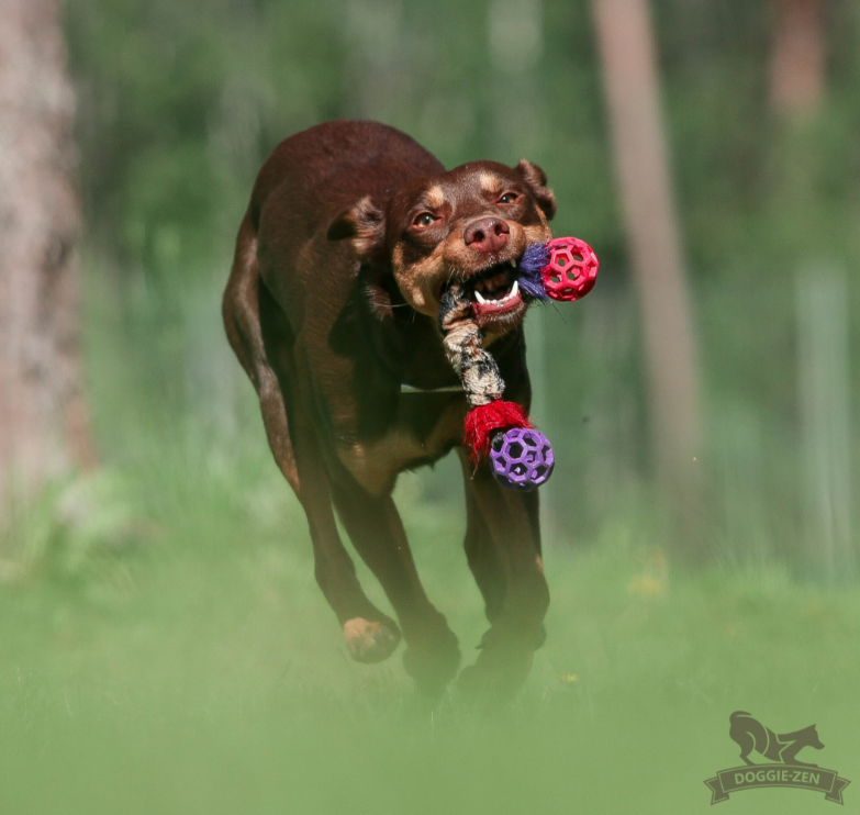 Doggie-Zen Elastisk Raketbold - Legetøj til hundetræning