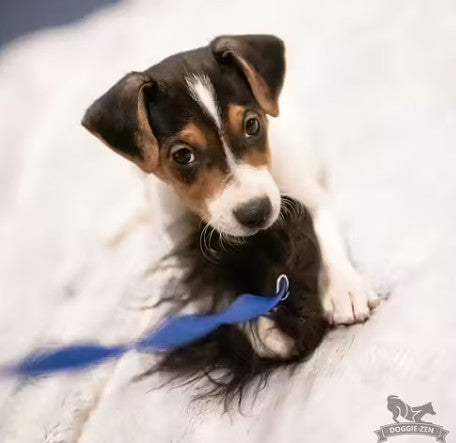 Doggie-Zen Sheepskin Chaser - trækkelegetøj