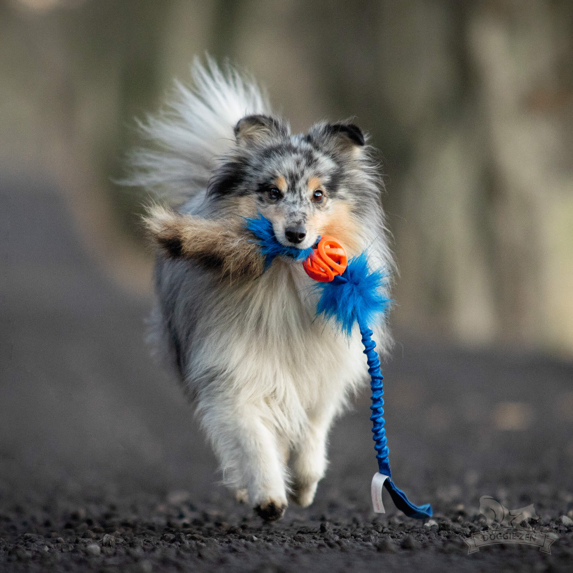 Doggie-Zen Chuckit Air Tug- Belønningslegetøj til hundetræning