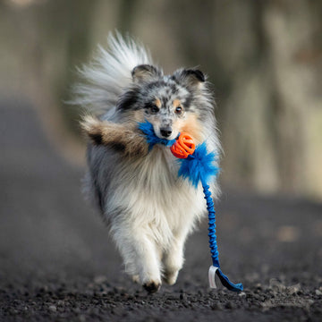 Doggie-Zen Chuckit Air Tug- Belønningslegetøj til hundetræning
