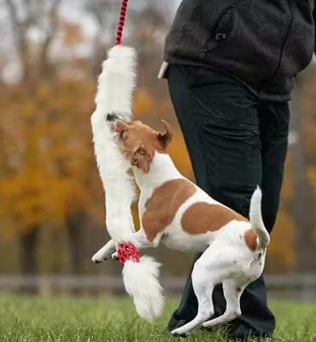 Doggie-Zen Bungee Hol-ee Comet Chaser Tug - Belønningslegetøj