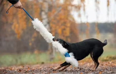 Doggie-Zen Bungee Hol-ee Comet Chaser Tug - Belønningslegetøj