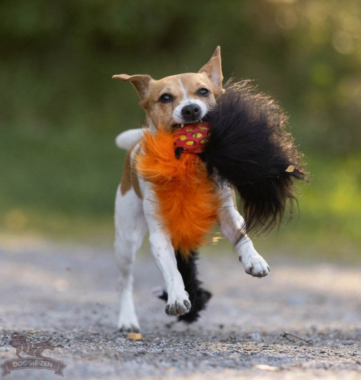 Doggie-Zen Bungee Hol-ee Comet Chaser - Ekstra langt hundelegetøj