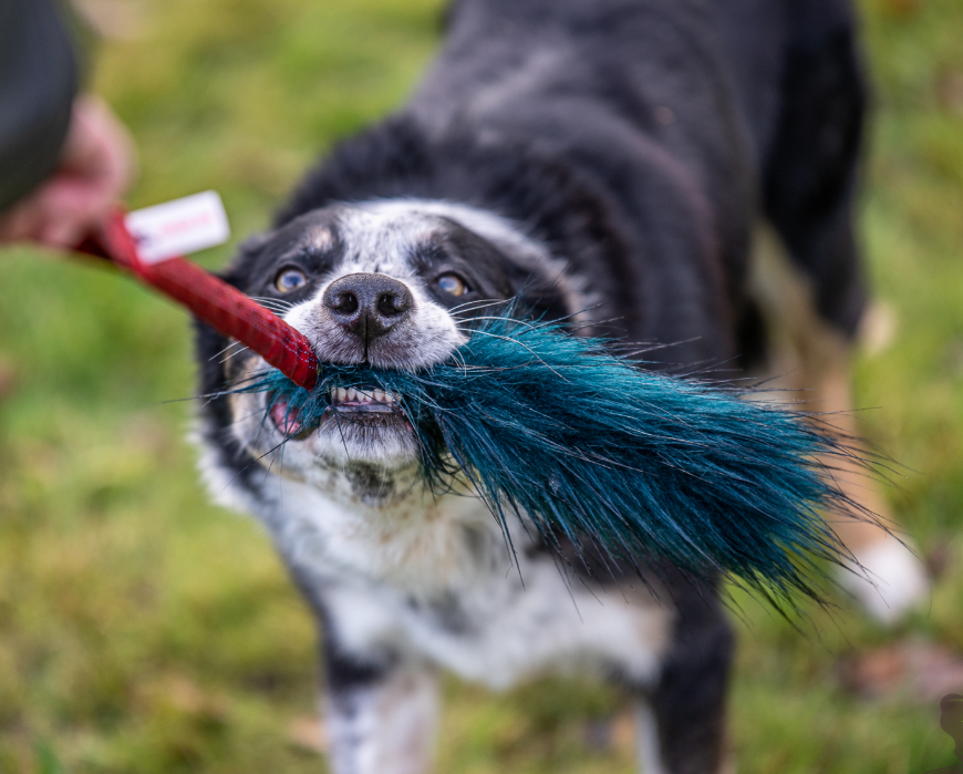 Doggie-Zen Fake Fur Tug L - Legetøj til hundetræning