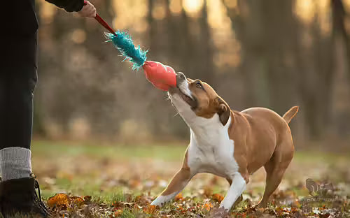 Doggie-Zen Bungee Fake Fur Tug L Bounzer - Legetøj til hundetræning