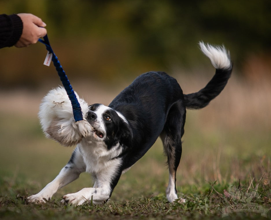 Doggie-Zen Kampring med ægte lammepels