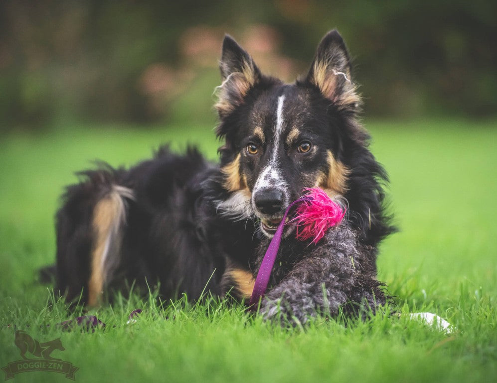 Doggie-Zen Octopus Sheepskind Chaser - Ekstra langt legetøj