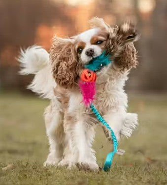 Doggie-Zen Chuckit Air Tug- Belønningslegetøj til hundetræning