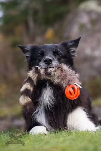 Doggie-Zen Raccoon Tail With Chuckit - Legetøj til hundetræning