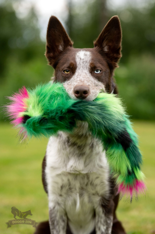 Doggie-Zen Squeaker Cactus - Træningslegetøj med PIV