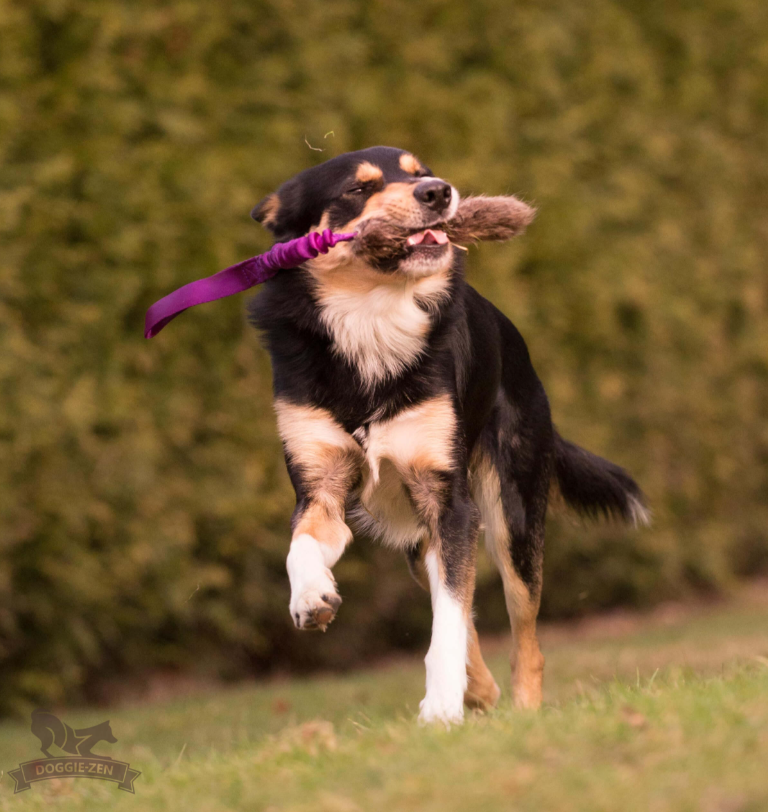 Doggie-Zen Beaver Tug L  - Belønningslegetøj