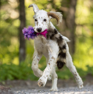 Doggie-Zen Raccoon Tail With JW Hol-ee - Hundetræning