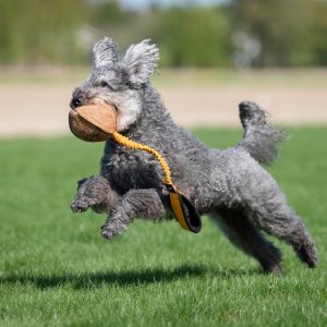 Joy of dogsports BungeeChewie Ball - 4 farver