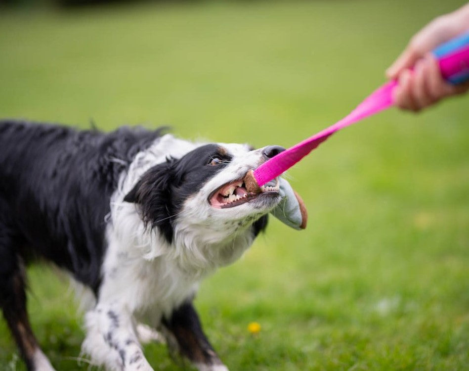 Joy Of DogSports BungeeCutie Toy - Belønningslegetøj