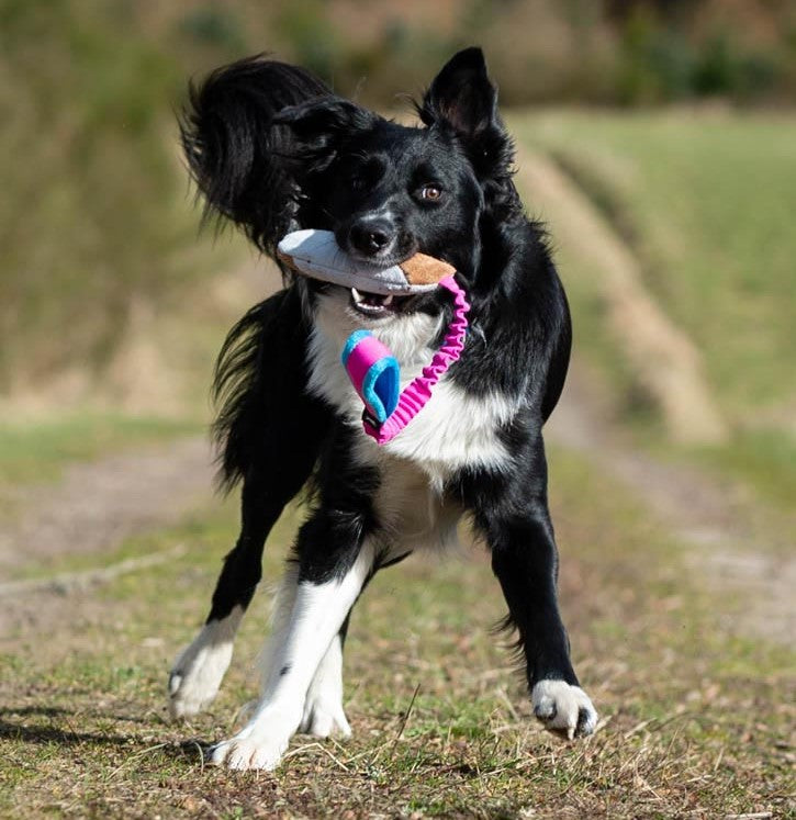 Joy Of DogSports BungeeCutie Toy - Belønningslegetøj