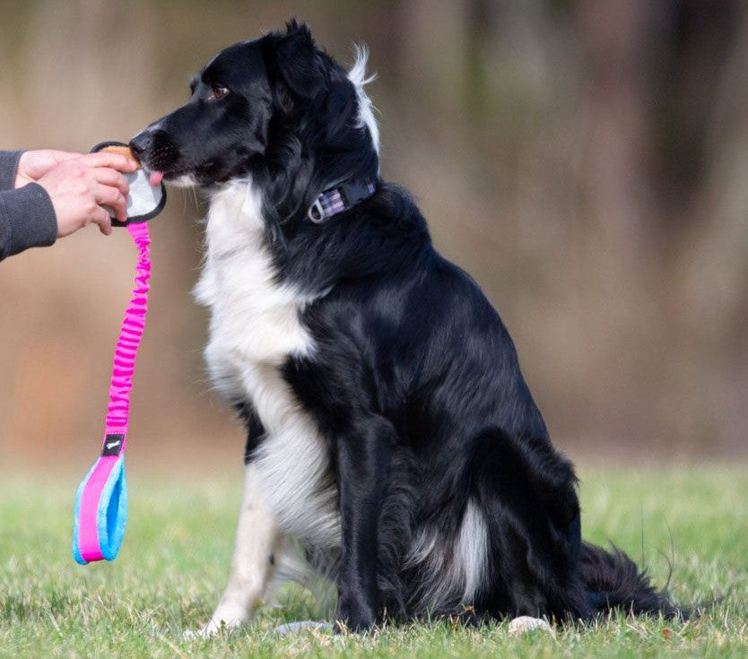 Joy Of DogSports BungeeSweetie- Godbidslegetøj