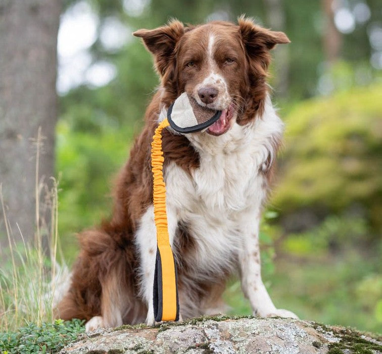 Joy Of DogSports BungeeSweetie- Godbidslegetøj