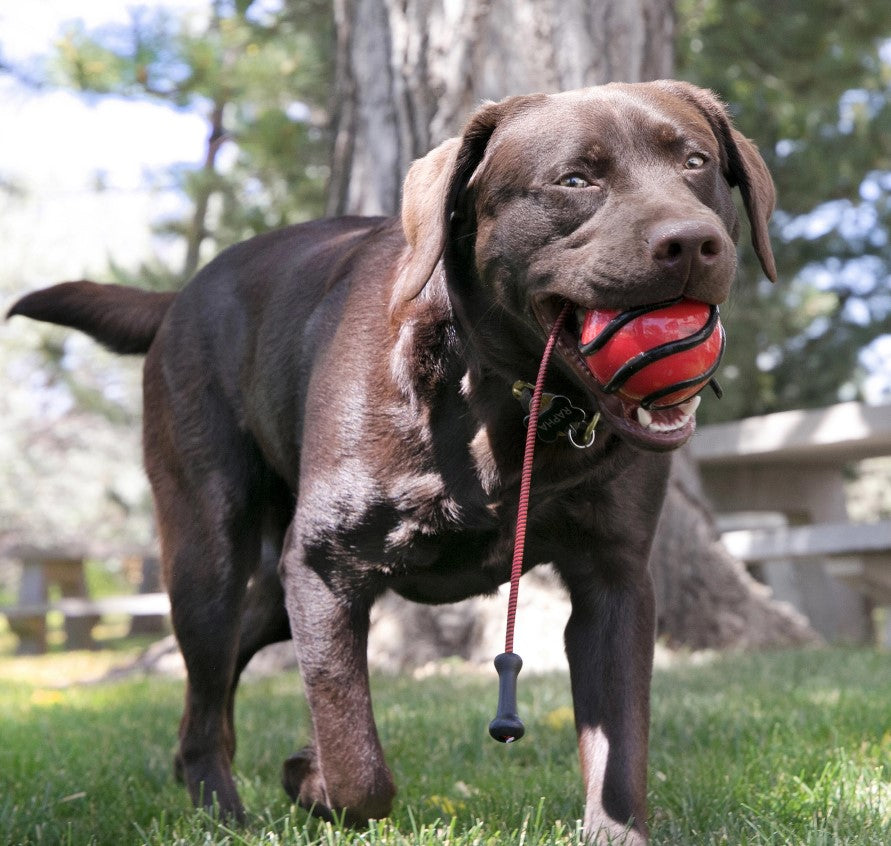 KONG Wavz BunjiBall - Throwing Ball for Dogs