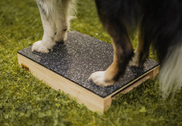 Løype Platform Hamtal Agility- 30 x 45 cm. Hundefitness