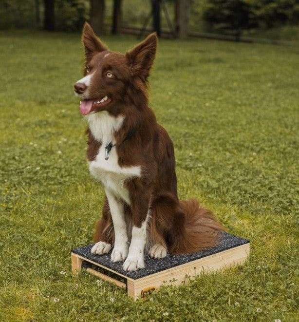 Løype Platform Hamtal Agility- 30 x 45 cm. Hundefitness
