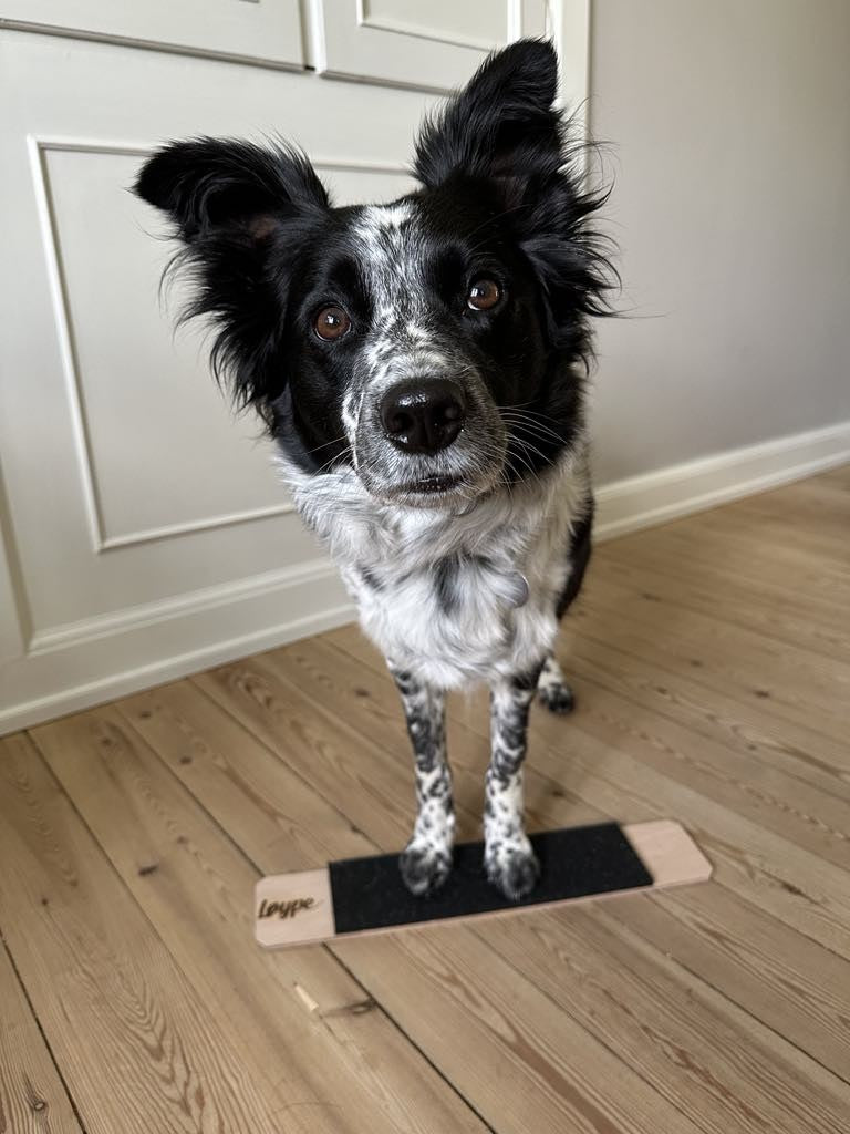 Løype Target Plade  - Hundetræning