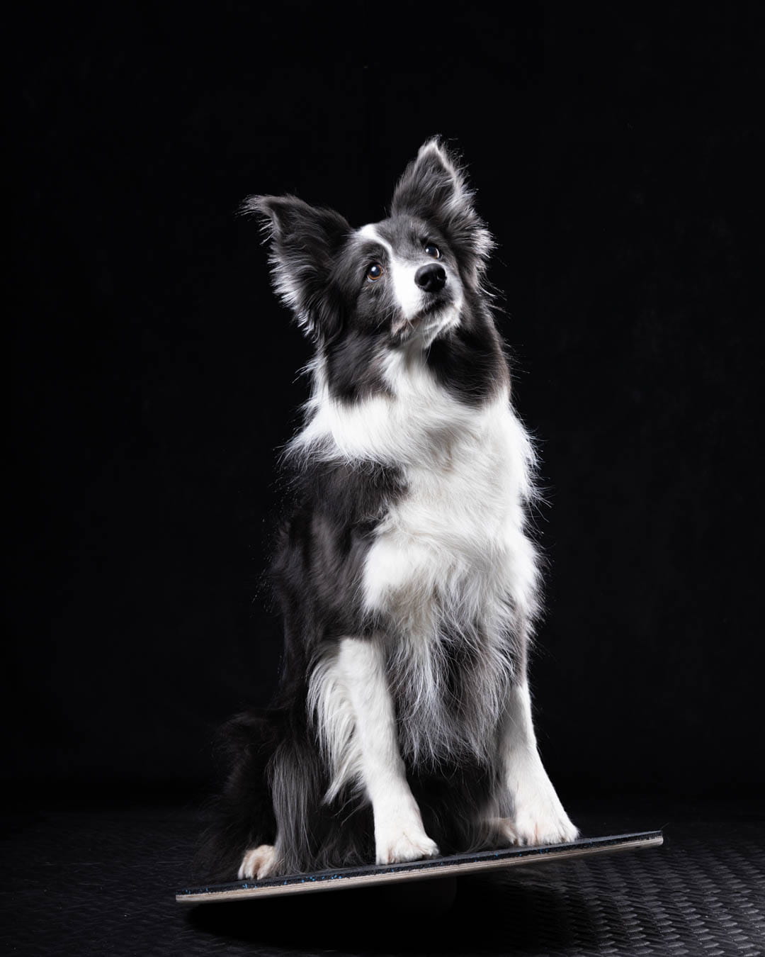 WOODDOG Round Balancing Platform - Udstyr til hundetræning