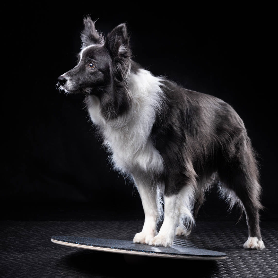 WOODDOG Round Balancing Platform - Udstyr til hundetræning