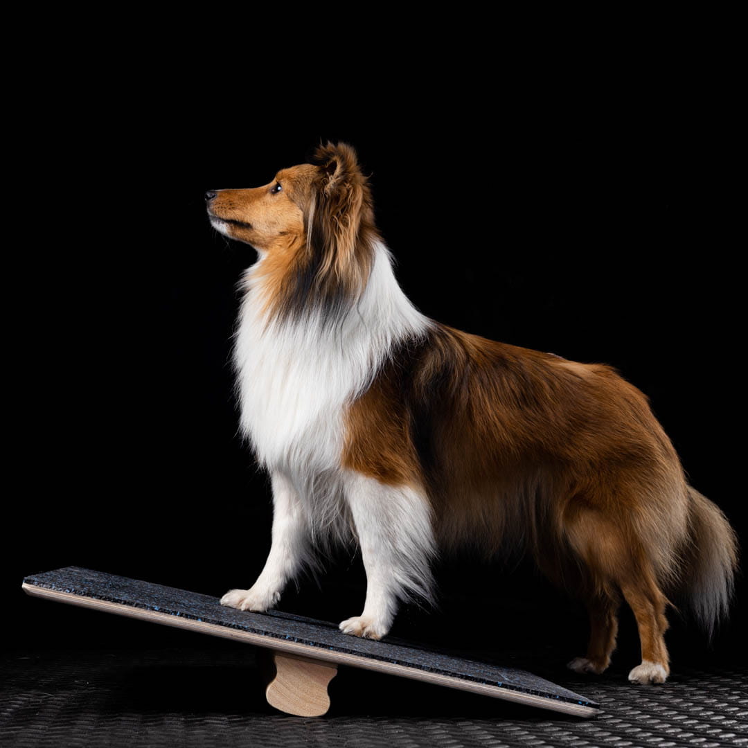 WOODDOG Square Balancing Platform - Udstyr til hundesport