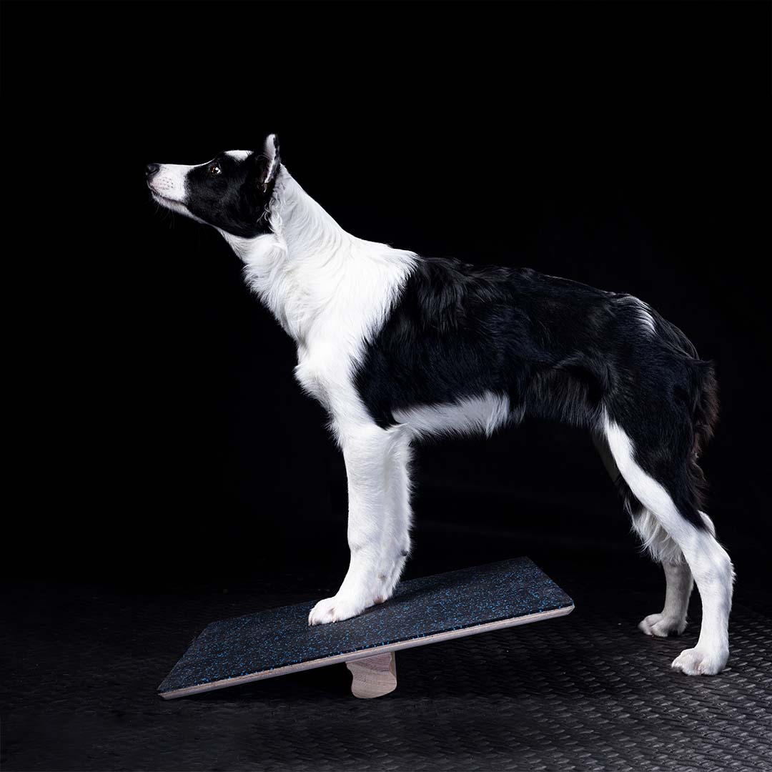 WOODDOG Square Balancing Platform - Udstyr til hundesport