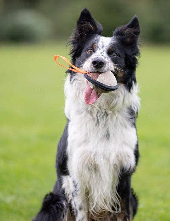 Joy of DogSports Sweetie Ball - Godbidsbold