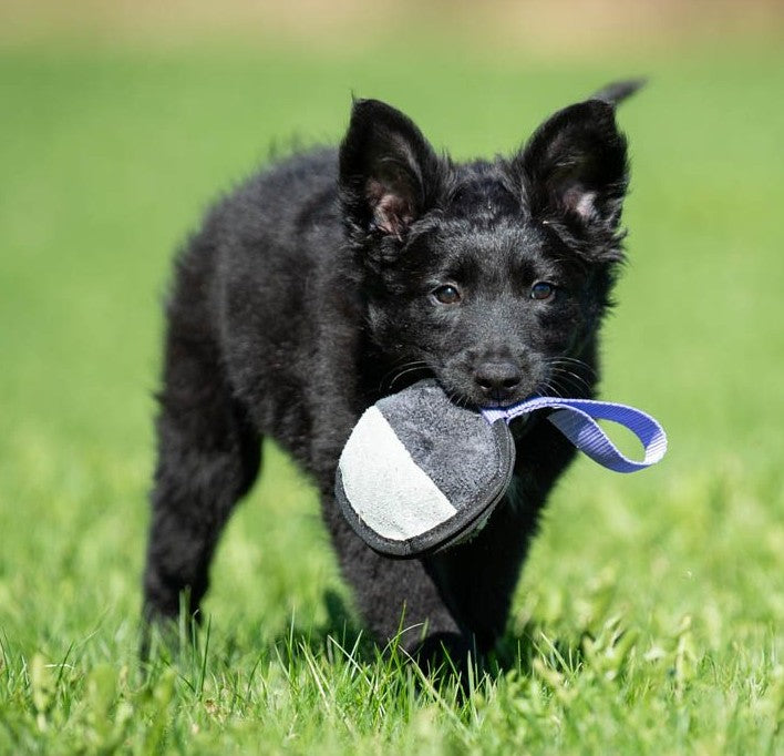 Joy of DogSports Sweetie Ball - Godbidsbold