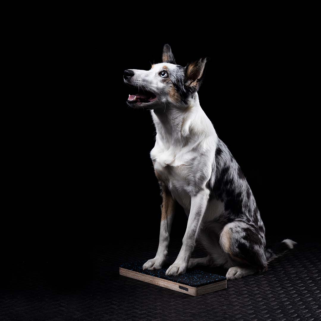 WOODDOG Narrow Target Standard  30x12x3cm.