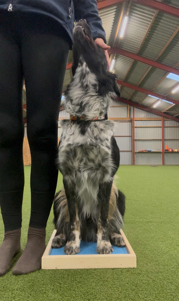 Unikhund Platform med 4 kanter. Hundetræning.